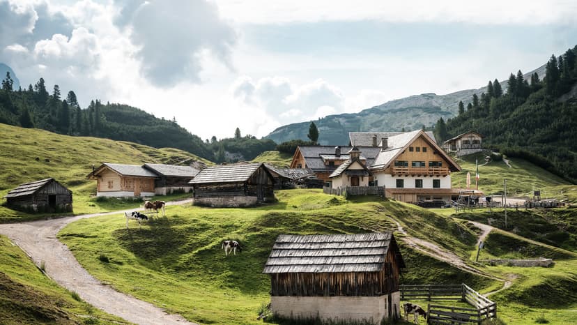 Rifugio Fodara Vedla with cows grazing on green alpine meadow below forested mountains.