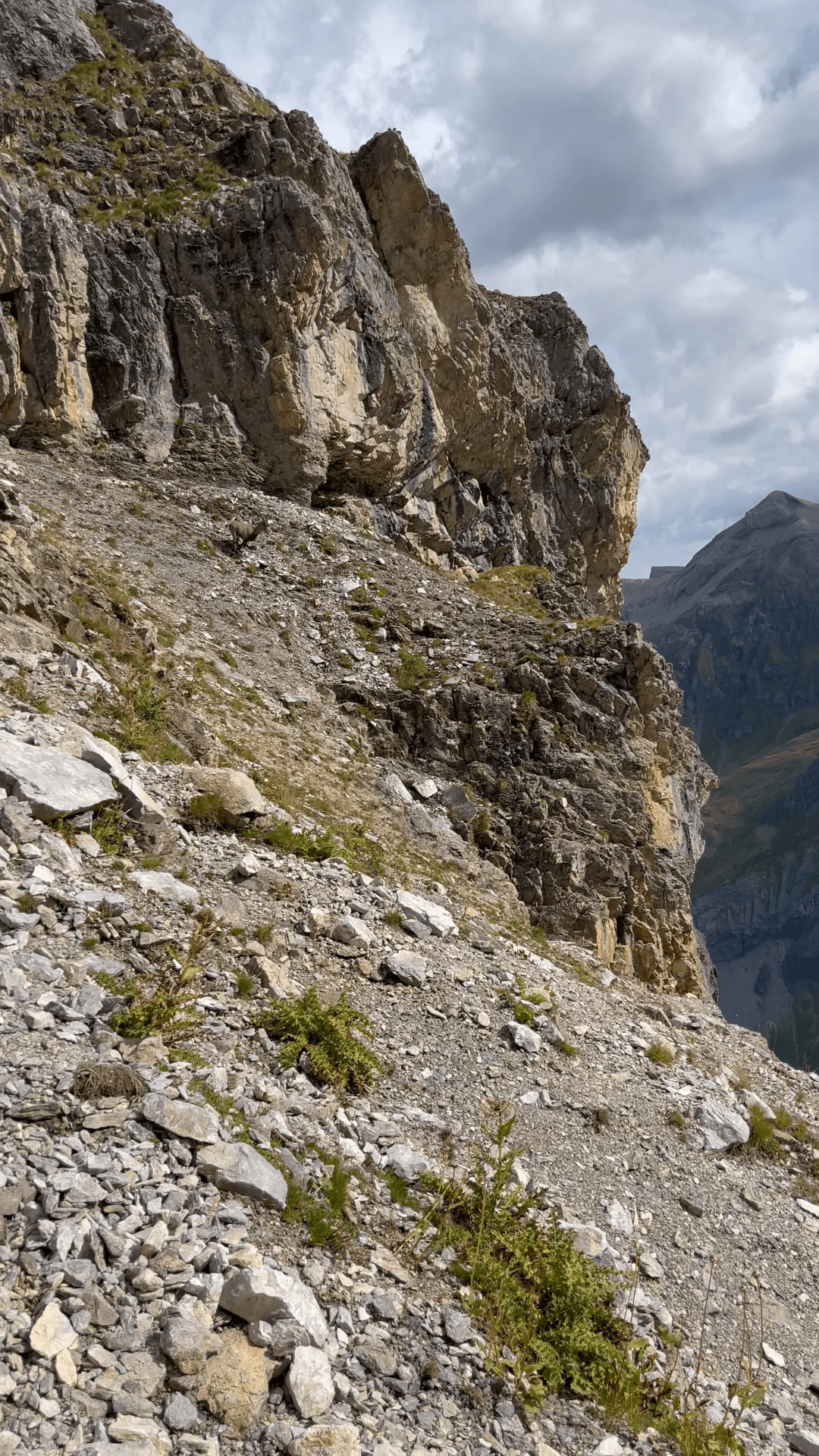 Mountain ibex on rocky alpine slope with cliffs and distant peaks