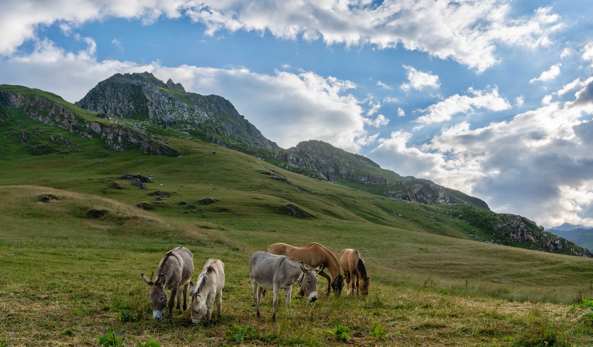 Horses and donkeys grazing on an alpine pasture with mountains and cloudy sky