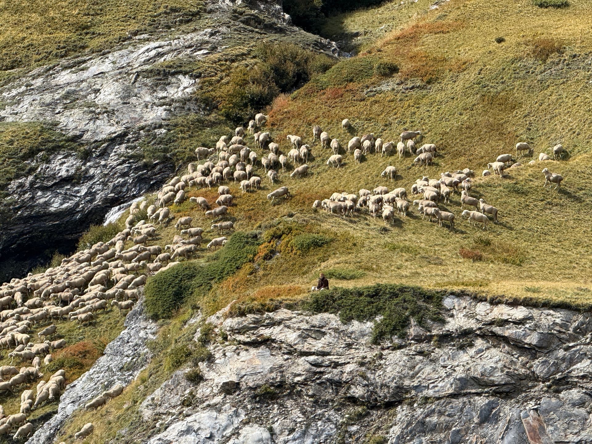 Flock of sheep grazing on a steep rocky hillside with a lone shepherd