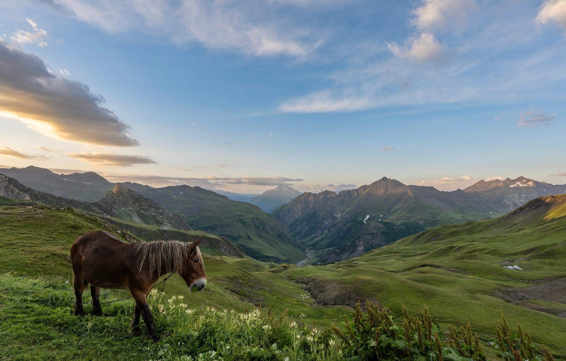Brown horse grazing on grassy alpine hillside at sunset with mountain peaks in background