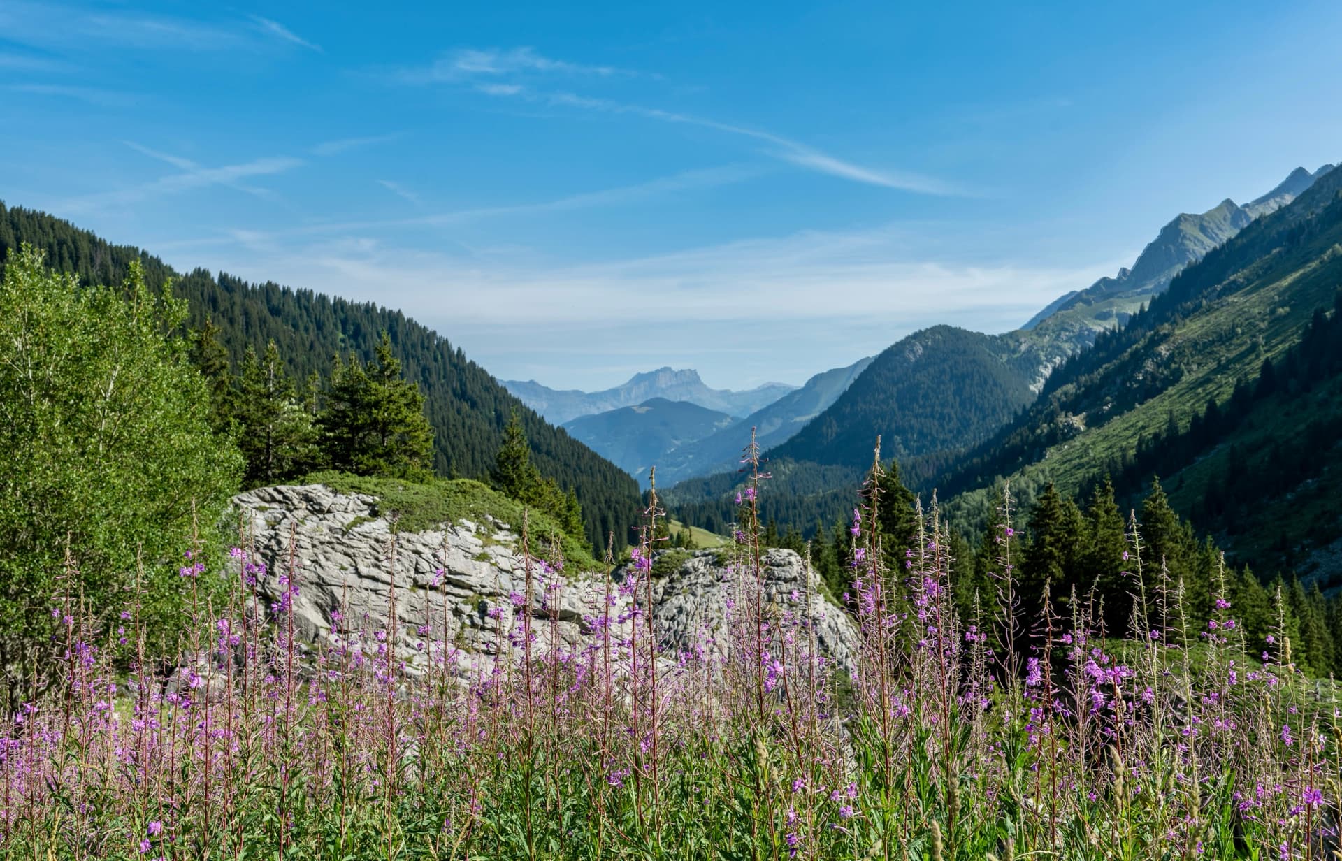 Pink fireweed flowers blooming above a forested mountain valley under a blue sky