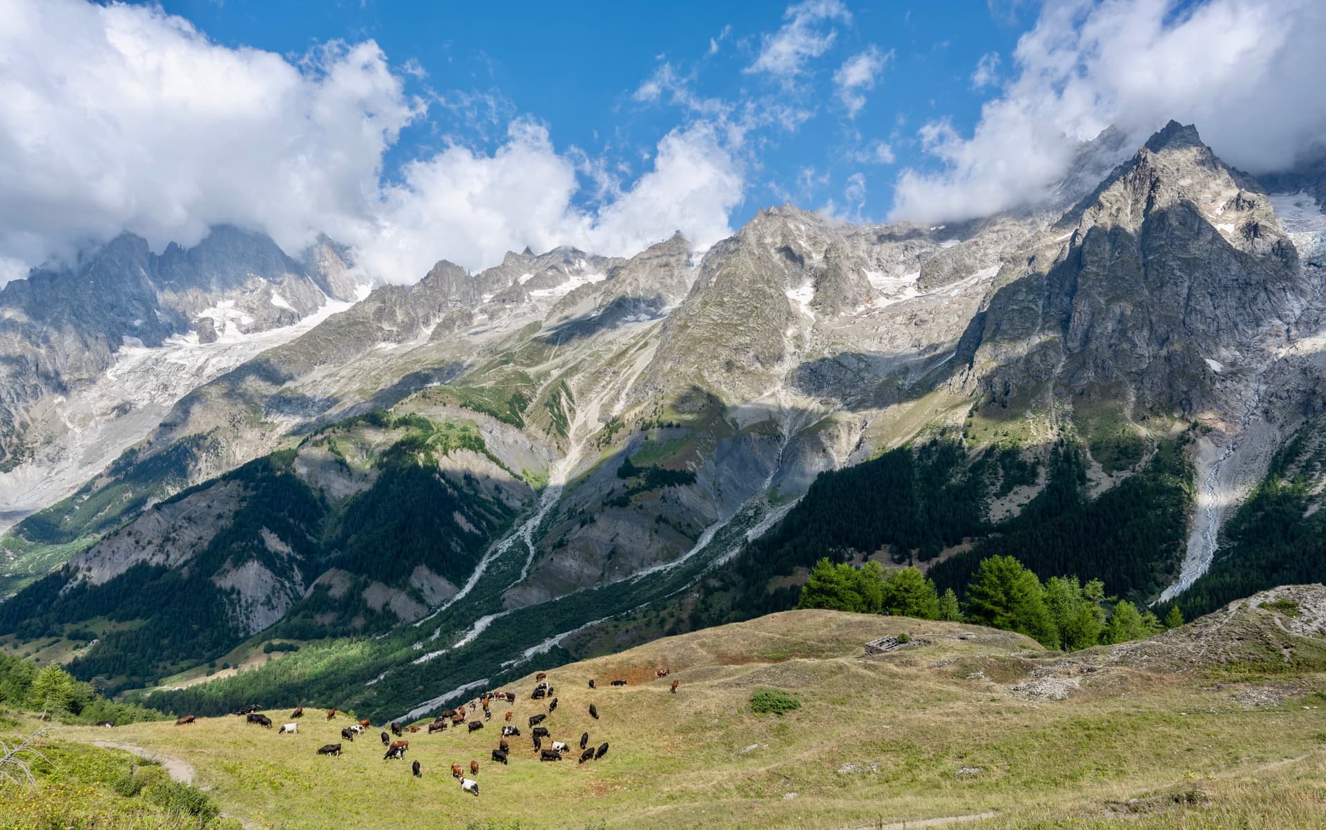 Cows grazing on grassy hillside below rugged alpine mountain peaks with glaciers and clouds