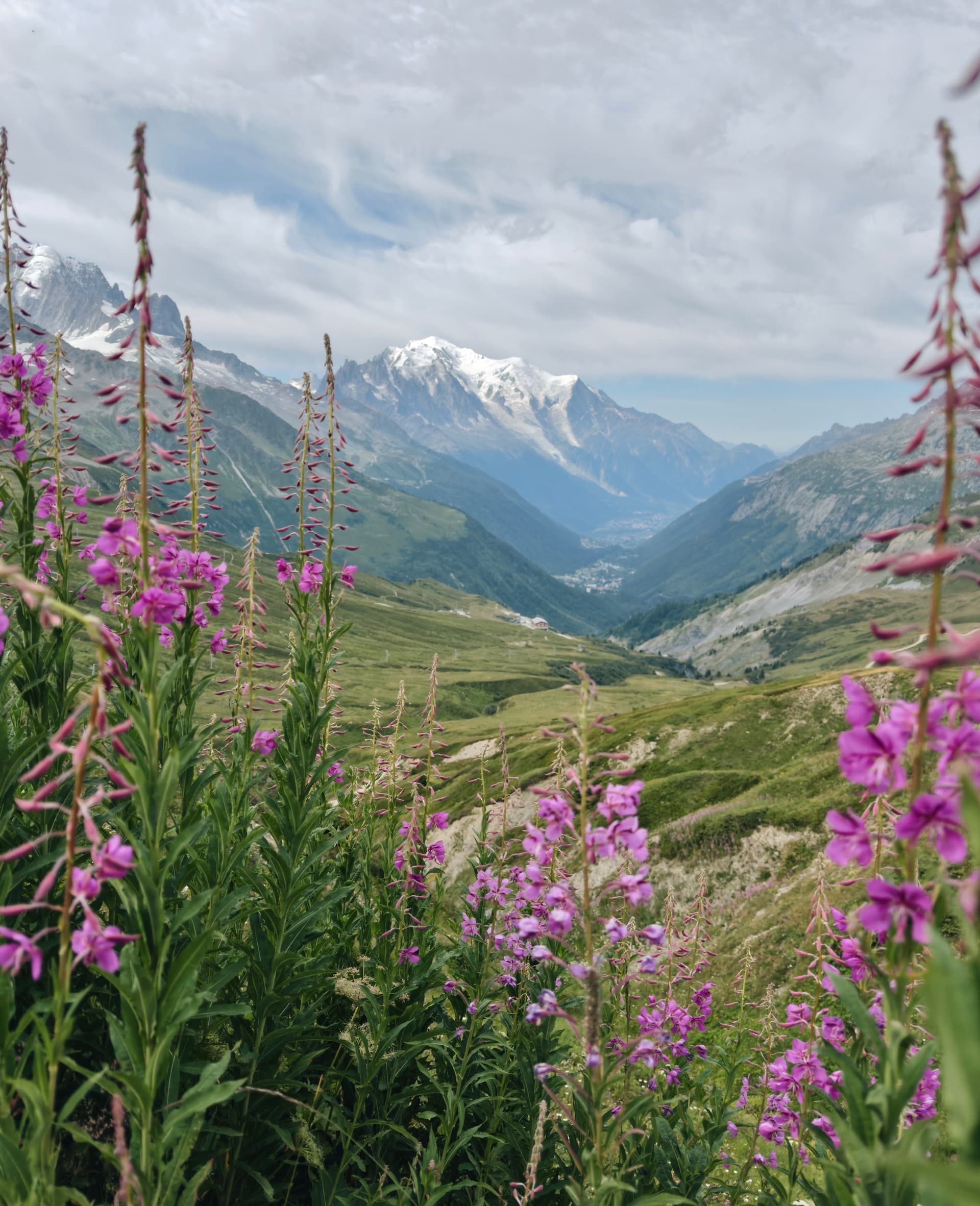Pink fireweed flowers framing Mont Blanc and alpine valley