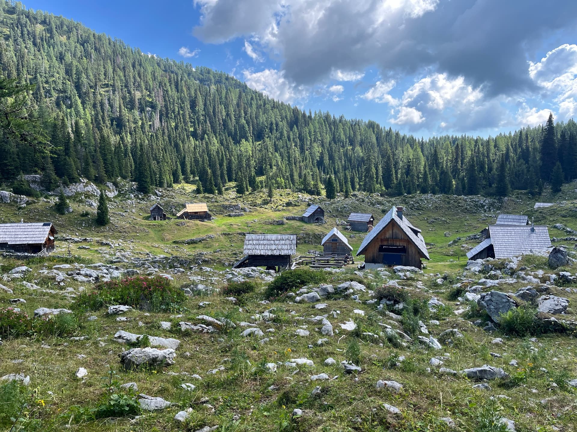 Wooden herders' huts on a rocky high alpine pasture with a dense pine forest backdrop