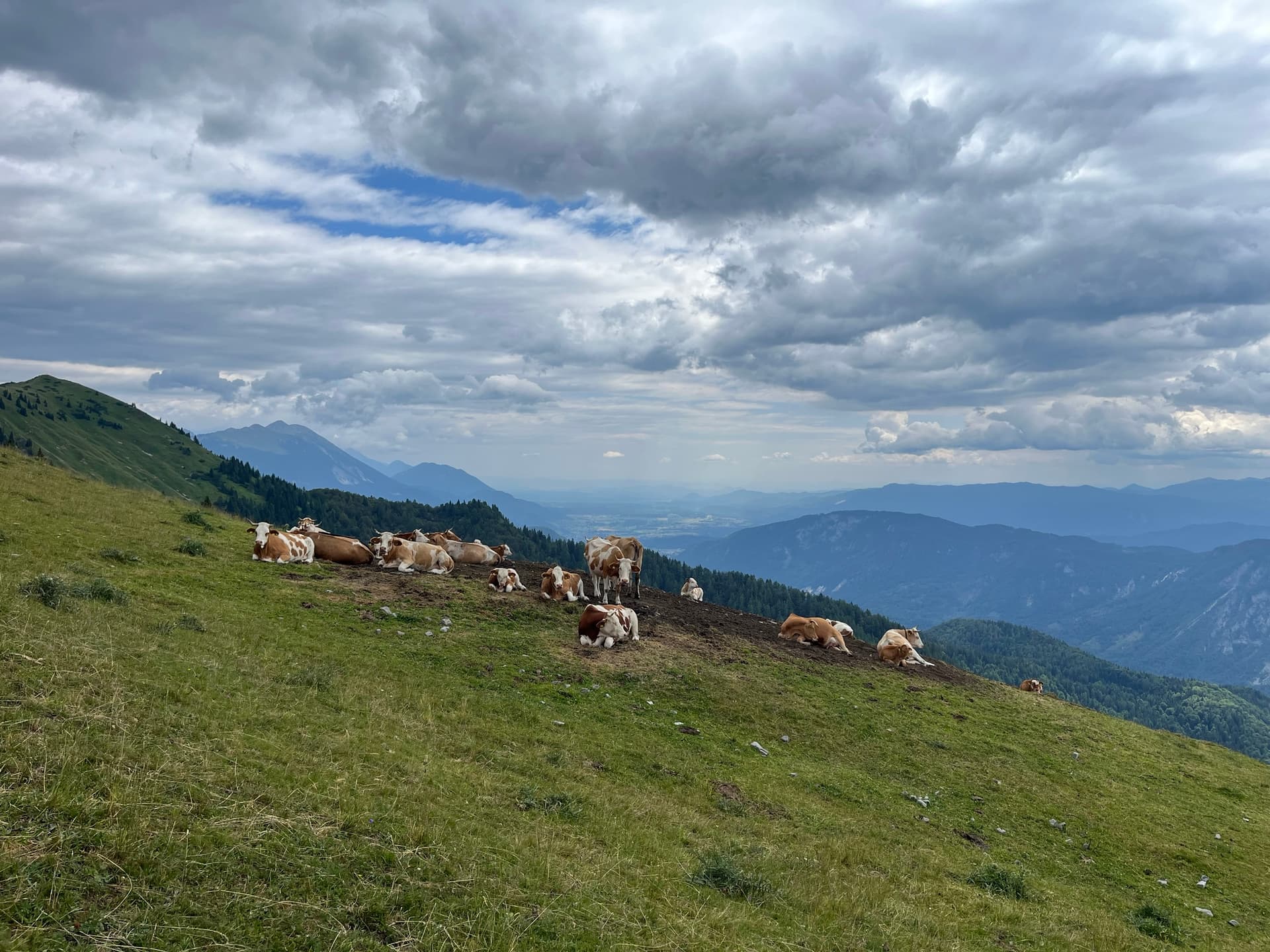 Cows resting on a high alpine pasture with distant mountain ranges under a cloudy sky