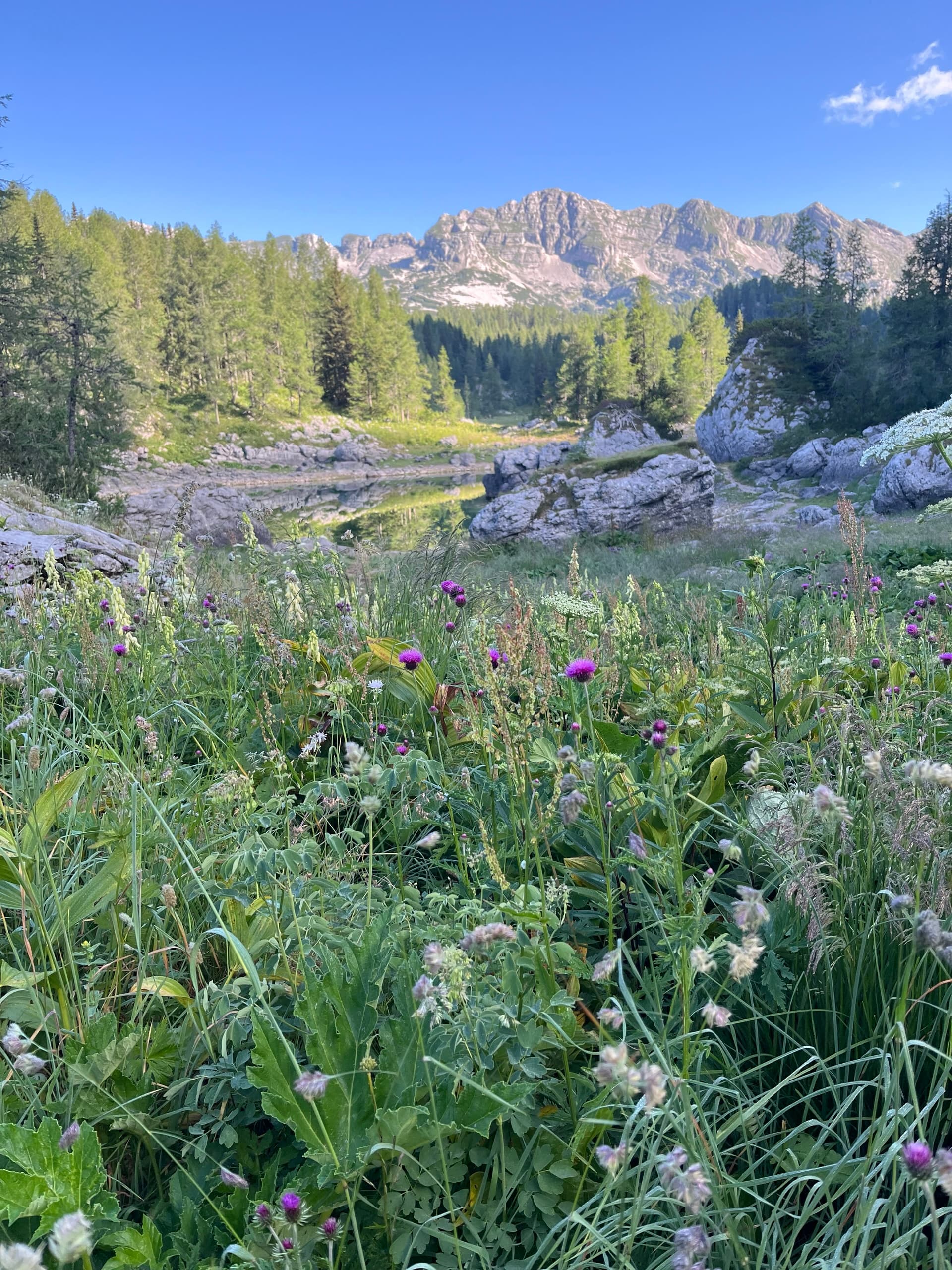 Wildflower meadow with purple flowers below jagged alpine mountain peaks