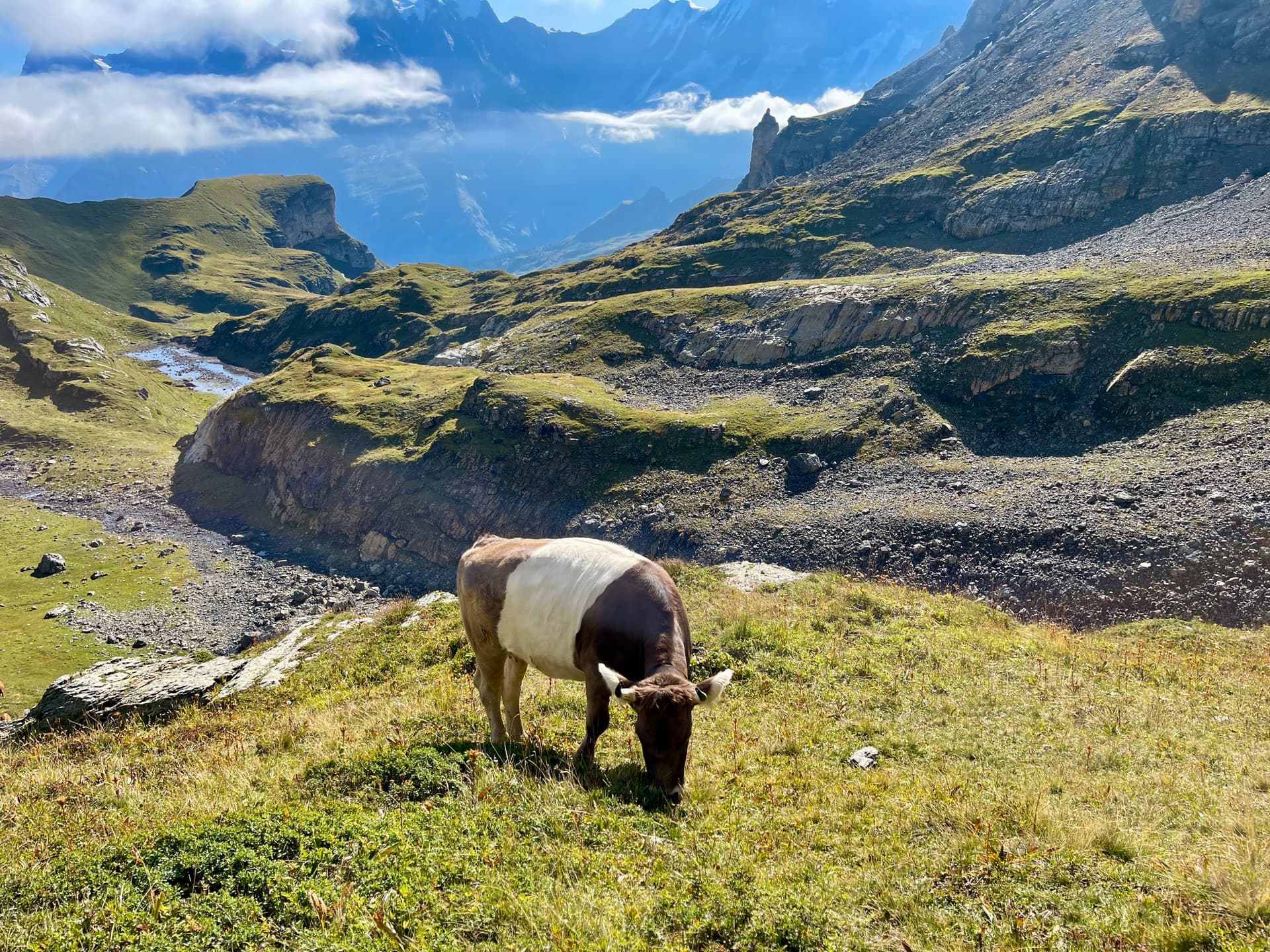 Belted cow grazing on high alpine pasture with mountain peaks in the background