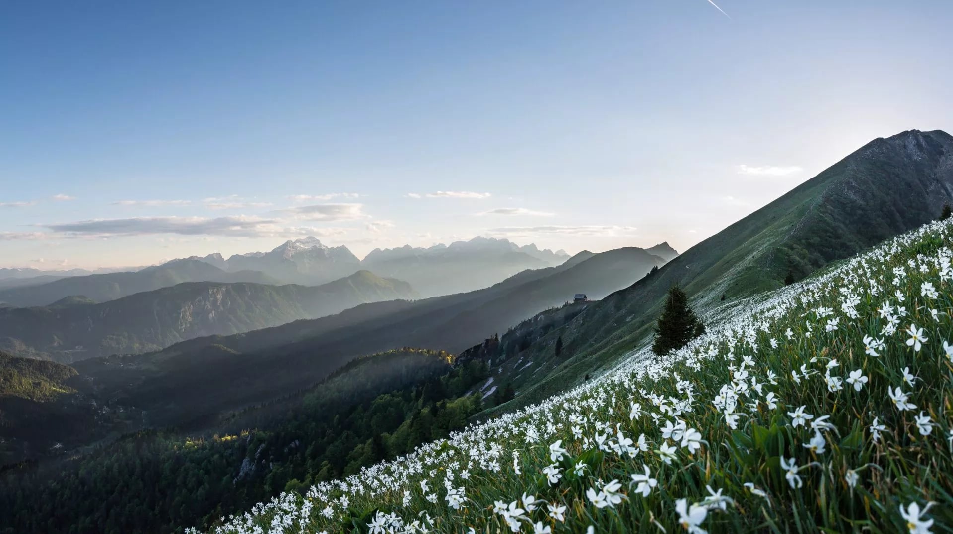 Blooming daffodills at mt Golica Karawanks